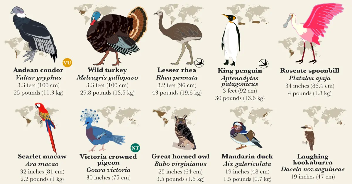 Birds common features